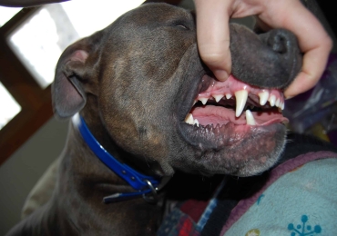 How to Brush Your Pitbull Dogs Teeth