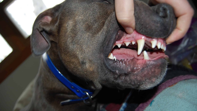 How to Brush Your Pitbull Dogs Teeth