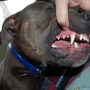 How to Brush Your Pitbull Dogs Teeth