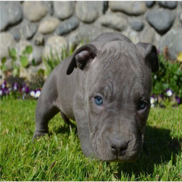 Pitbull Puppy Tony