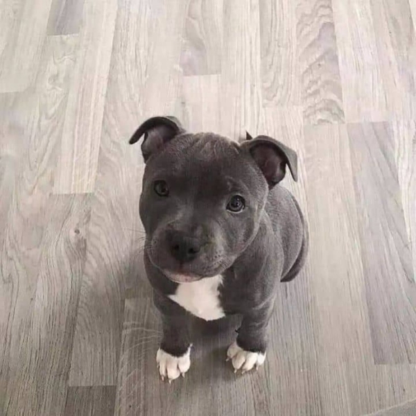 Pitbull Puppy Ellie