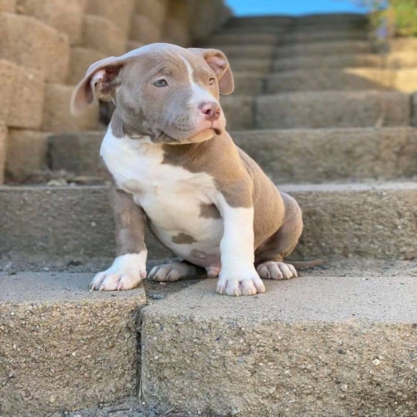 Pitbull Puppy Allan