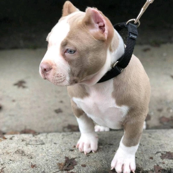 Pitbull Puppy Shane-Male