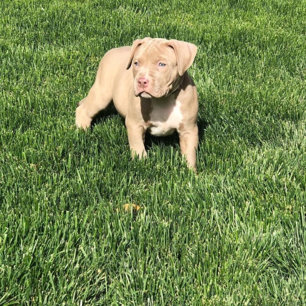 Pitbull Puppy Suzie
