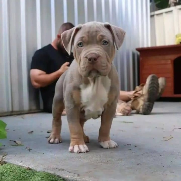 Pitbull Puppy Anna