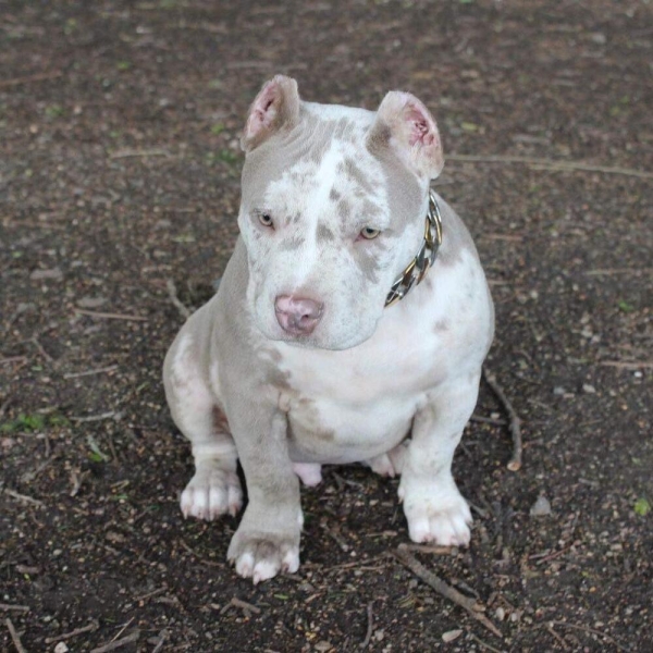 Male Pitbull Puppy for Sale in the USA