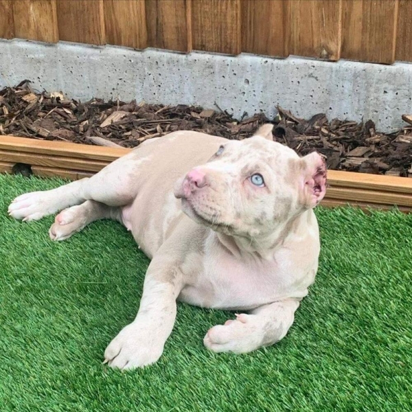 Male Pitbull Puppy for Sale in the USA