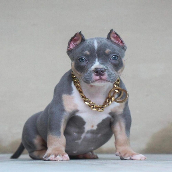 Female Pitbull Puppy for Sale in the USA