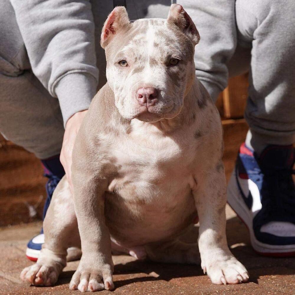 Male Pitbull Puppy for Sale in the USA