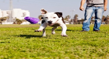 Pitbull Sitting & Walking